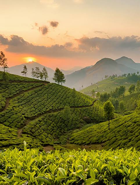 Munnar – Where Nature Meets the Clouds